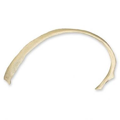 Real Human Rib