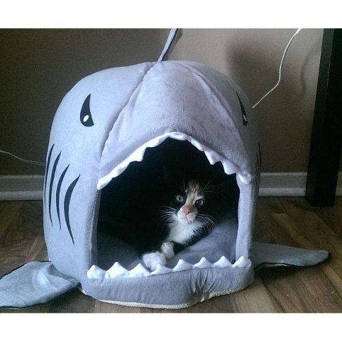 Shark Pet Bed
