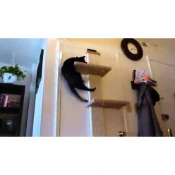 Multi Level Cat Climber