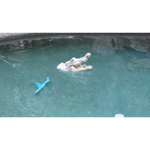 Floating Crocodile Head