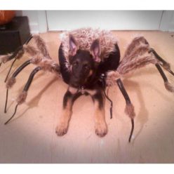Pet Spider Costume