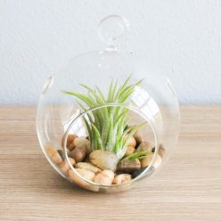 Air Terrarium