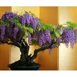 Wisteria Bonsai Tree Kit